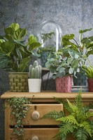 Kunstplant Mica Pilea in pot Ø11,5cm 35x25cm-3