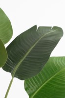 Kunstplant Mica Bananen boom in plastic pot 180x30cm-3