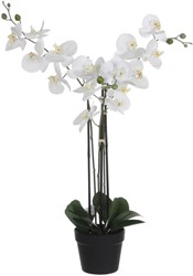 Kunstplant Mica Phalaenopsis orchideeën wit in plastic pot 79x51cm