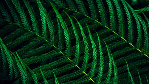 Extra afbeelding voor PHI-8721038001747