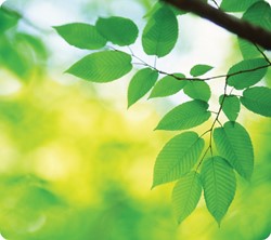 Muismat Fellowes natuur collectie bladeren 228x203mm